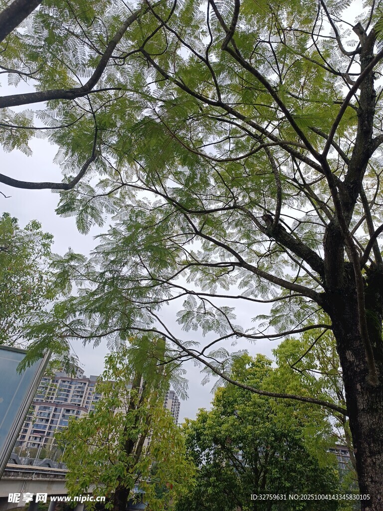 繁茂绿树与远处建筑景观