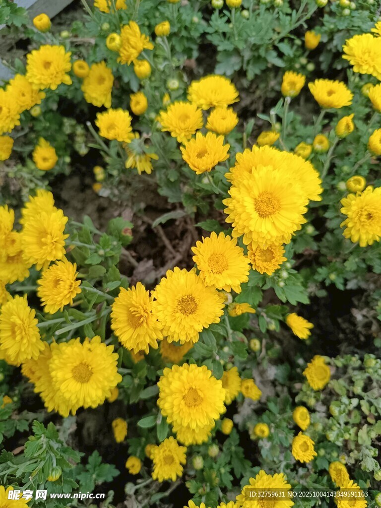 金黄小菊花绽放美景