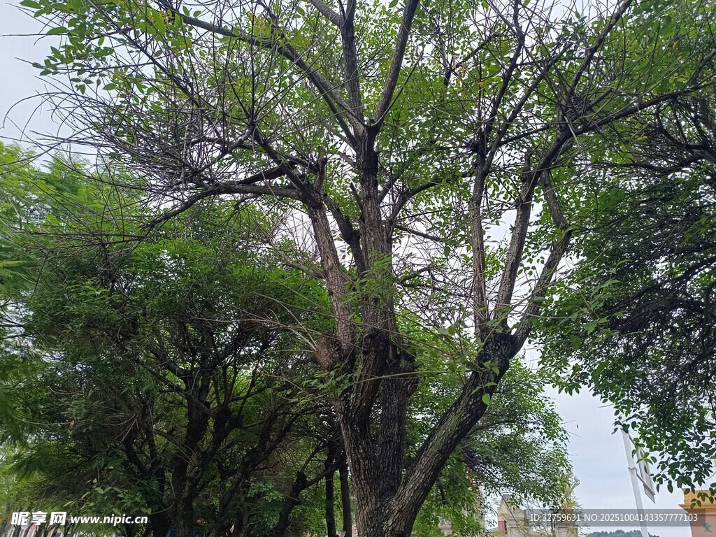 繁茂绿树展现自然生机