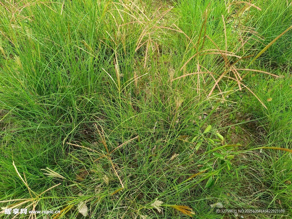 翠绿草地近景