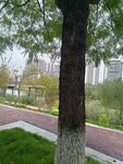 城市中绿树成荫的休闲小径