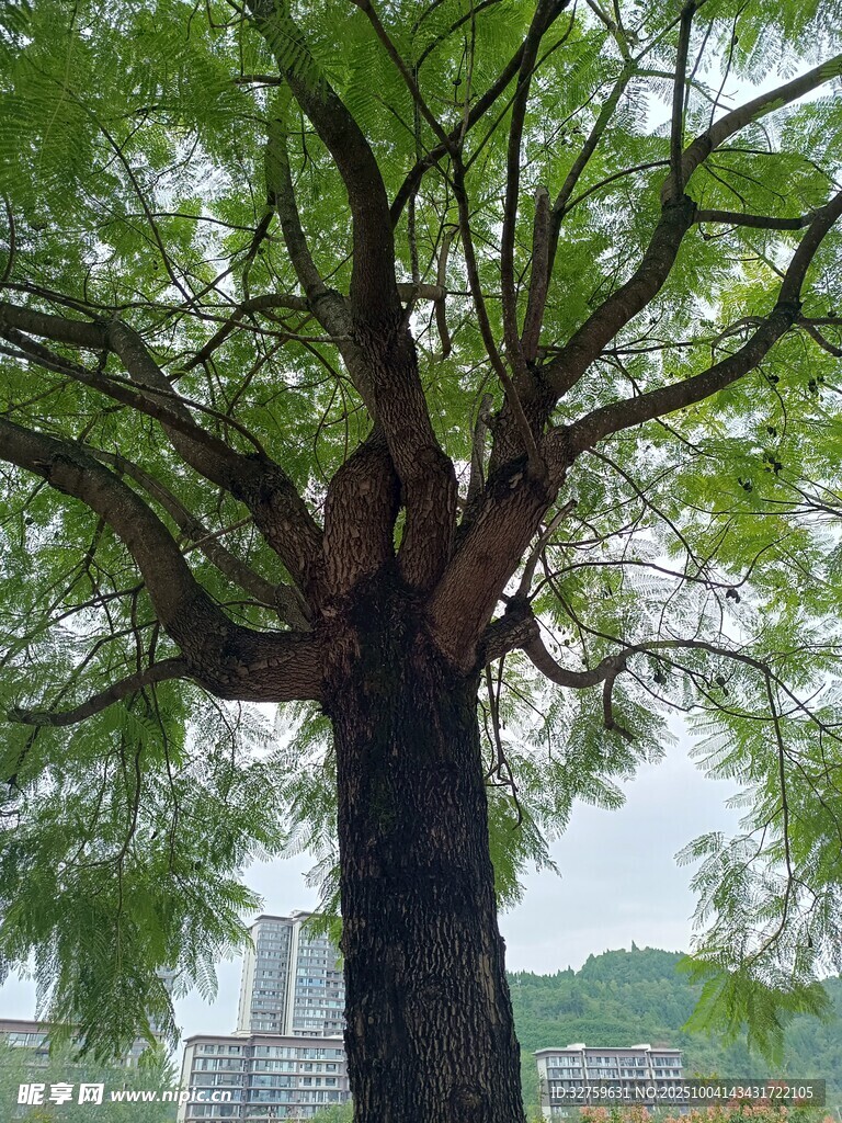 高大繁茂的单棵树木景观