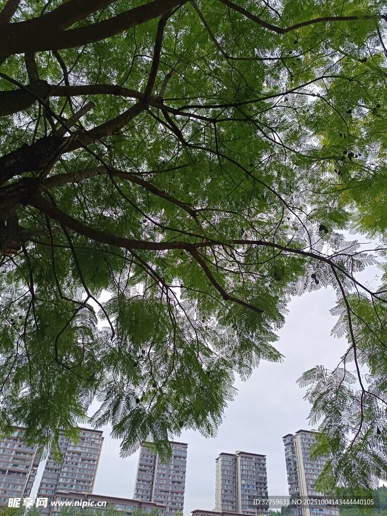 城市中繁茂的绿树树冠
