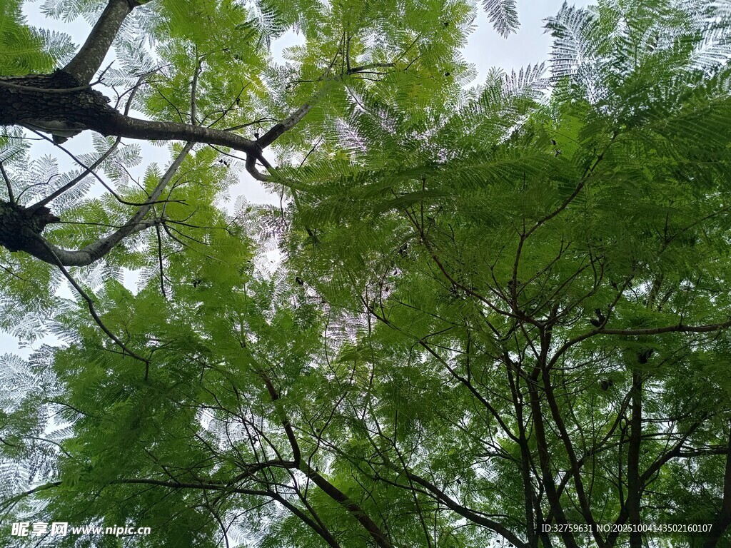 翠绿树枝间的清新景致