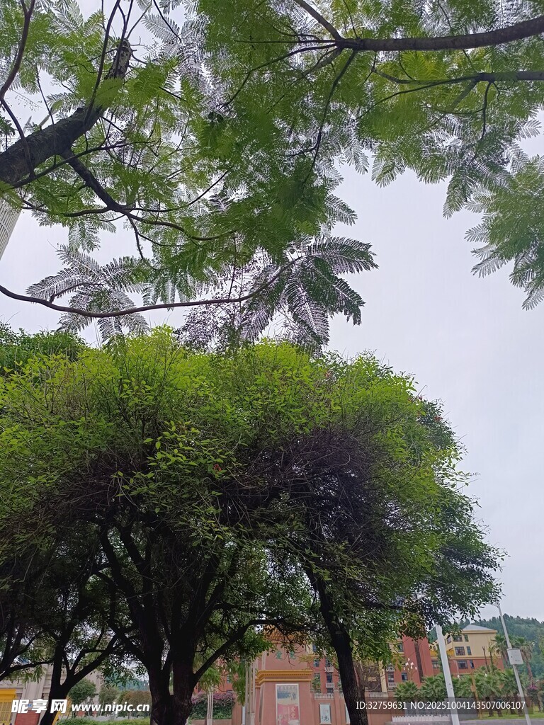绿树成荫的校园景致