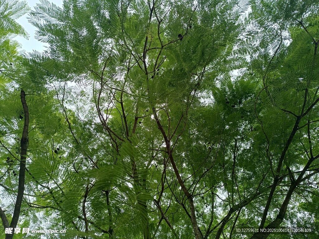 繁茂绿树的清新景致