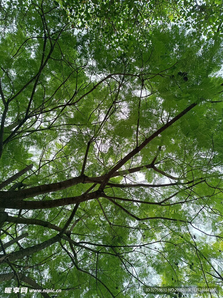 仰视繁茂绿树树冠