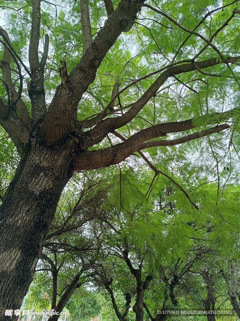 繁茂大树展现自然生机