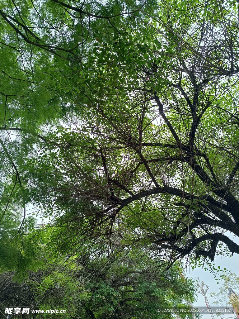 繁茂树枝下的绿意景致