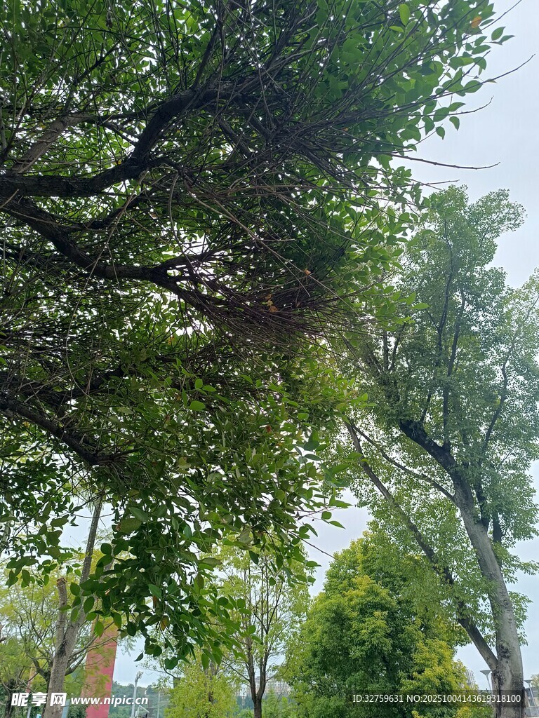 绿荫下的清新自然景致