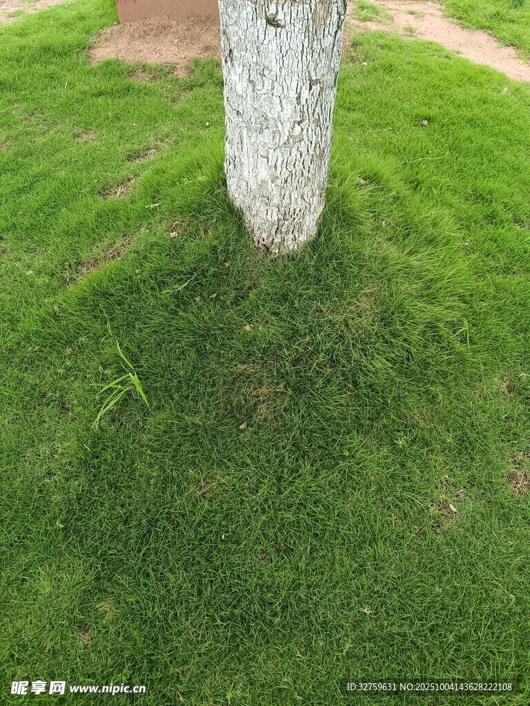 树下翠绿草坪特写