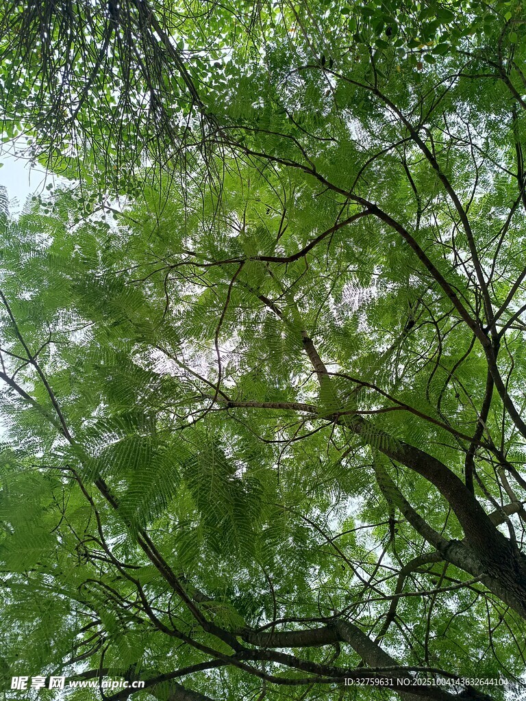 仰视葱郁繁茂的绿树树冠