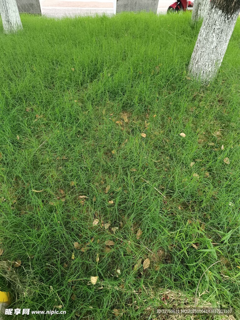户外草地景象