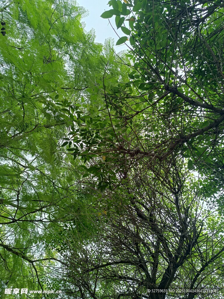 繁茂绿树间的自然景致