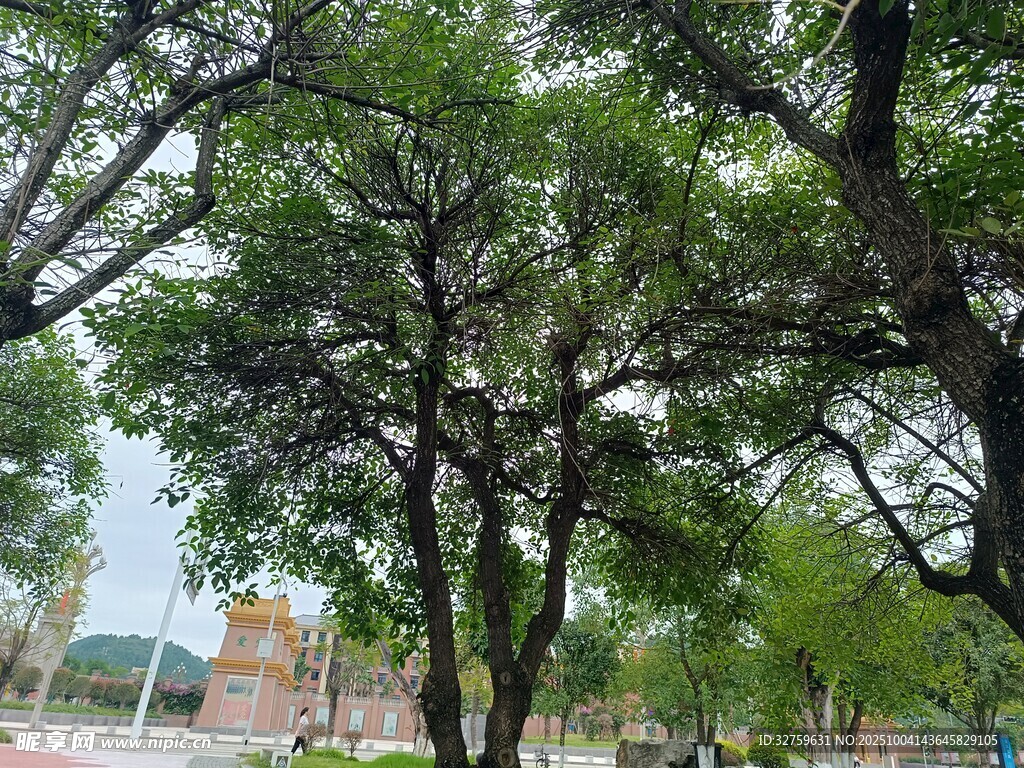 绿树成荫的户外景致