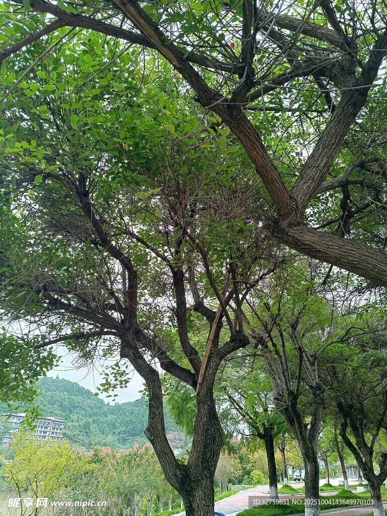 林间绿意盎然的树木景观