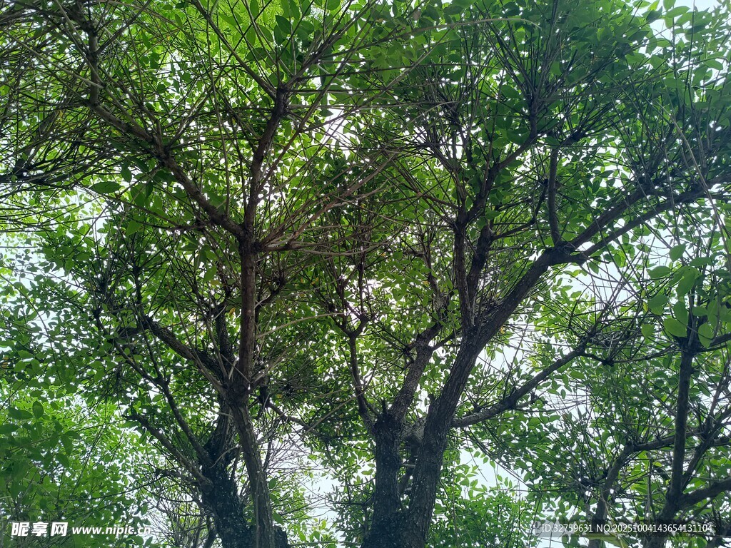 繁茂绿树 