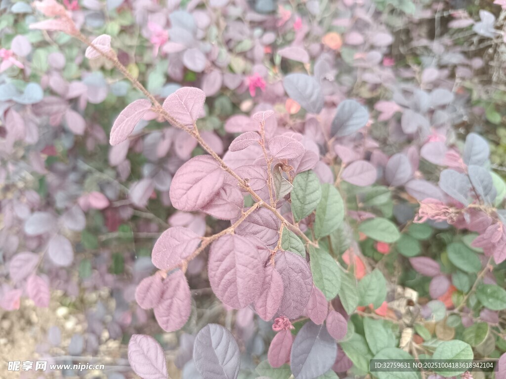 粉绿叶植物景观