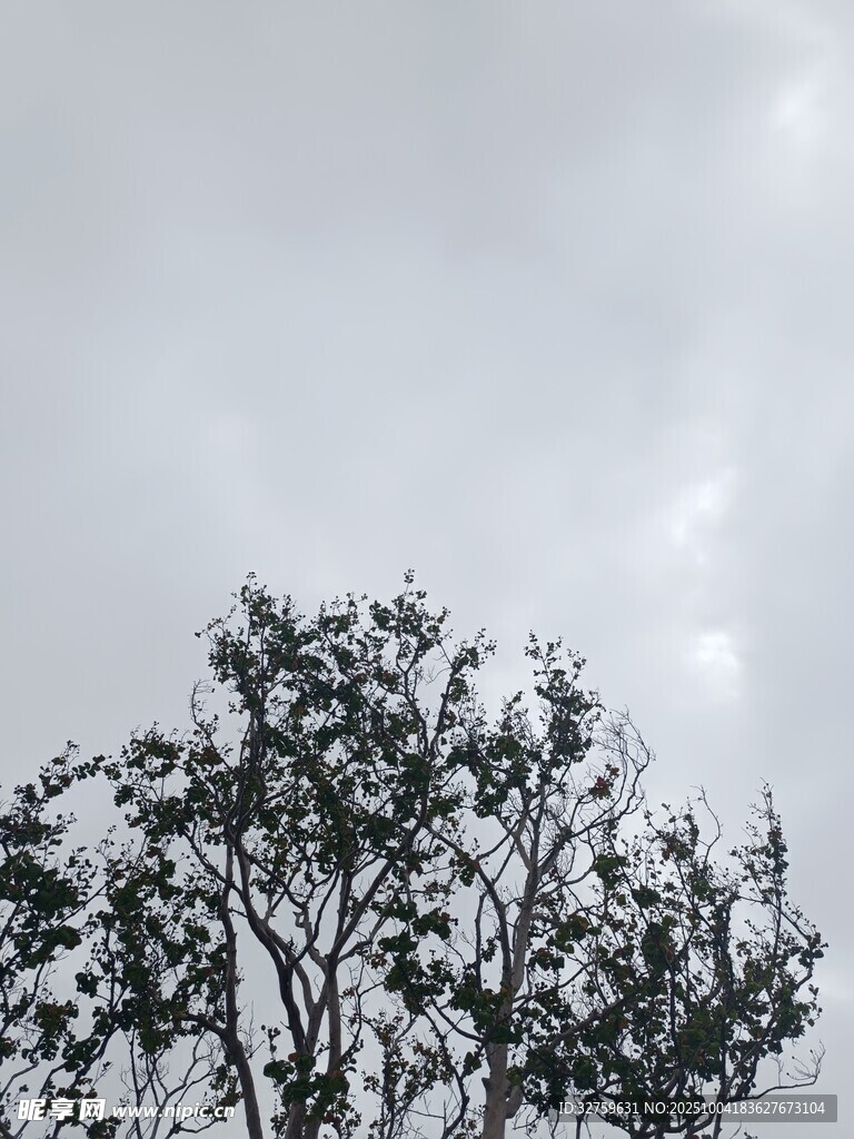阴天中的树木剪影