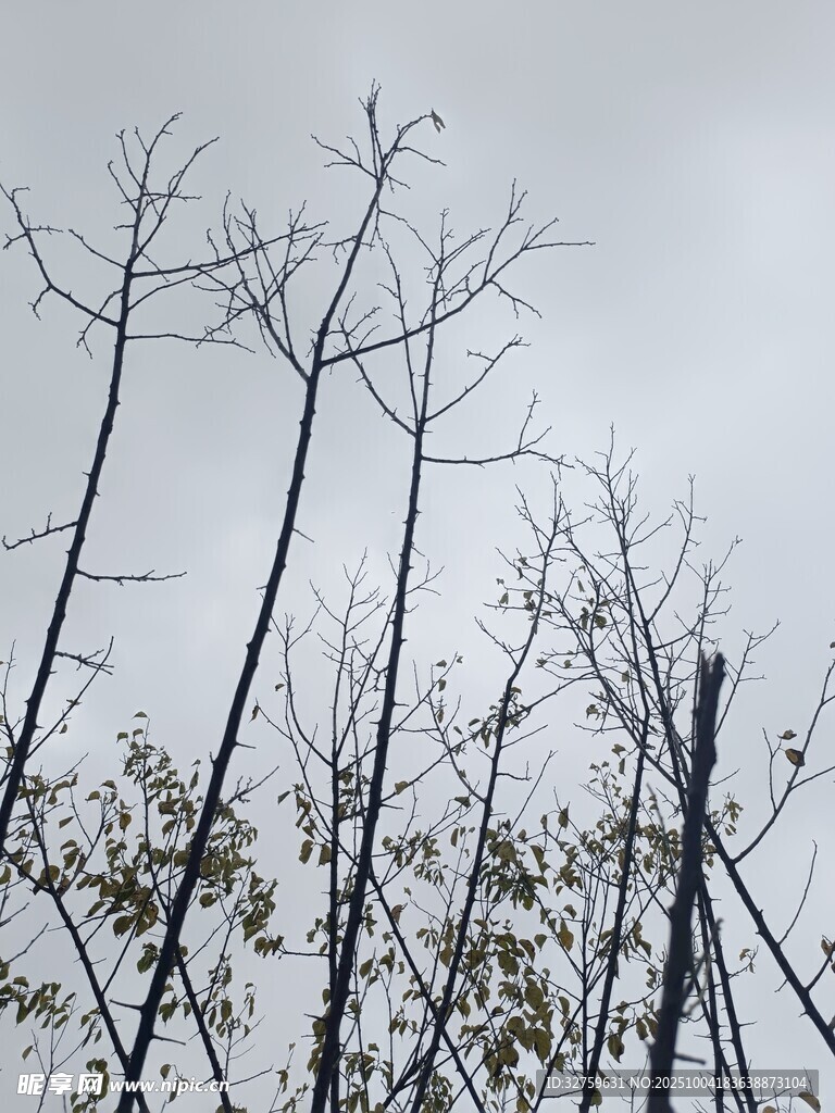 枯树挺立 