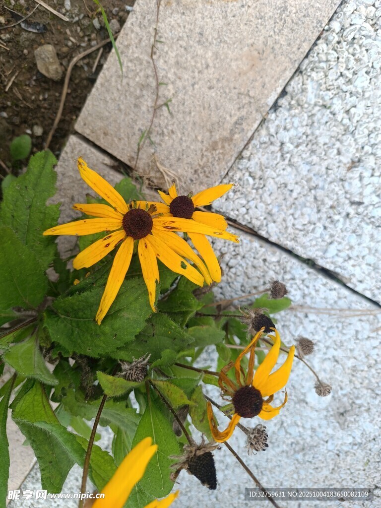 黄黑心菊旁的忙碌蜜蜂