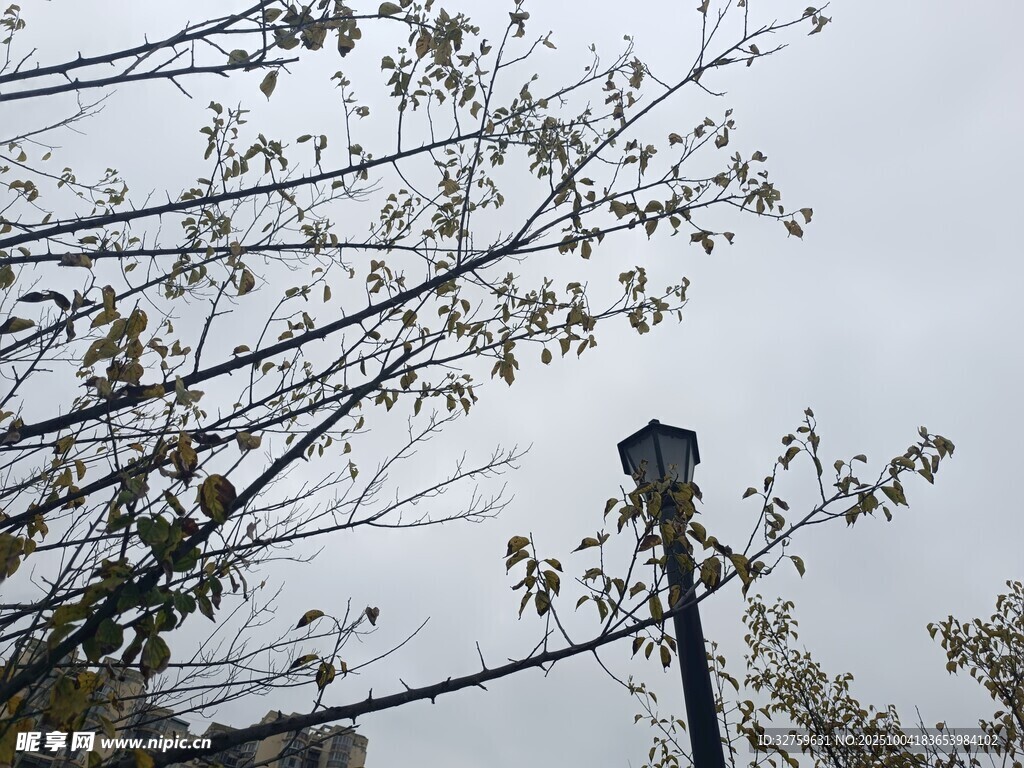 路灯旁的树枝与阴沉天空