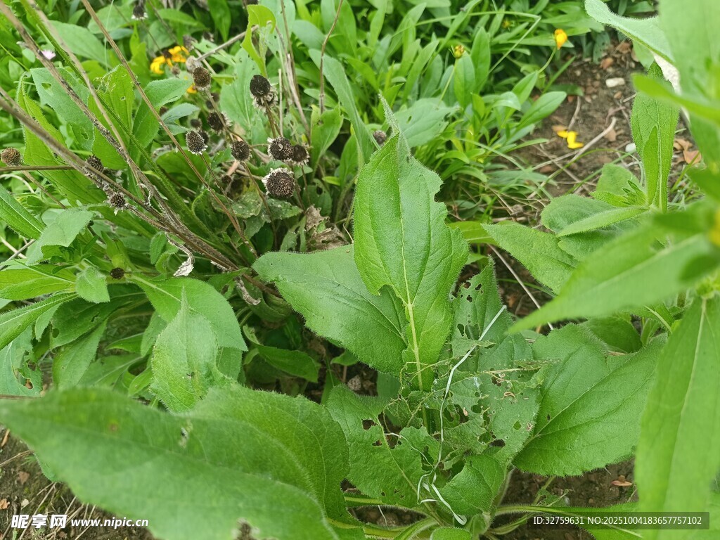 野外生长的绿色植物
