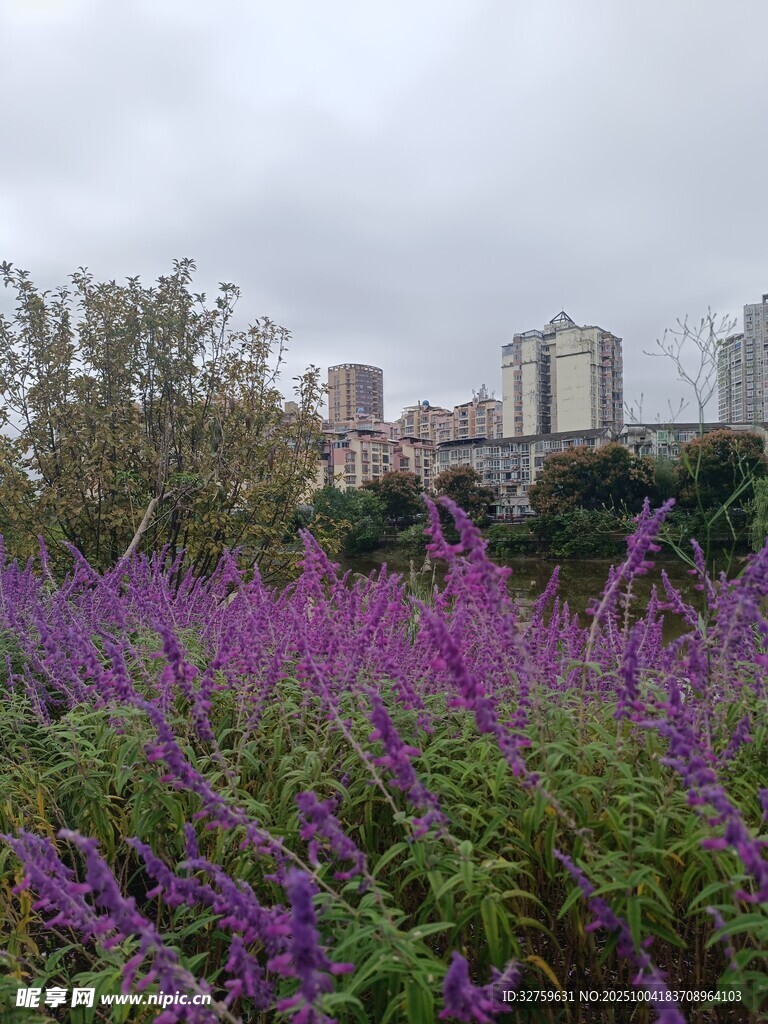 紫色花丛中的城市远景