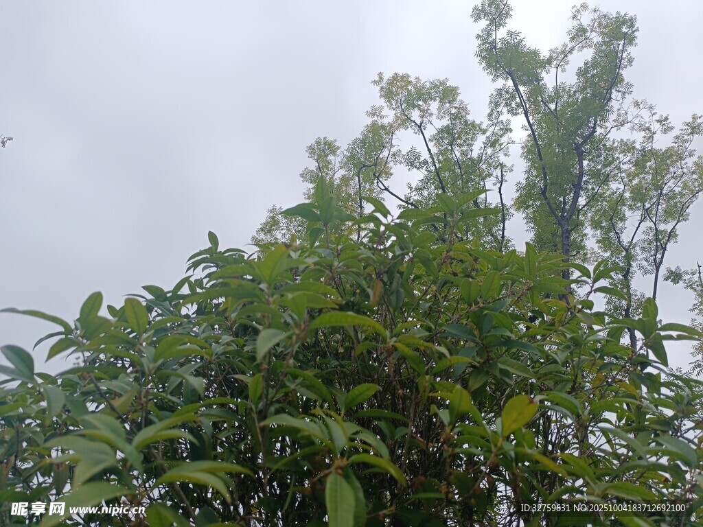 茂密绿植仰视景象