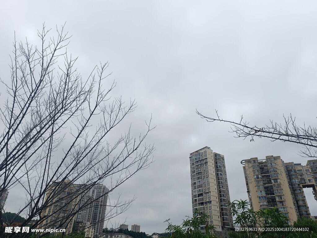 冬日枯树旁的高楼景象
