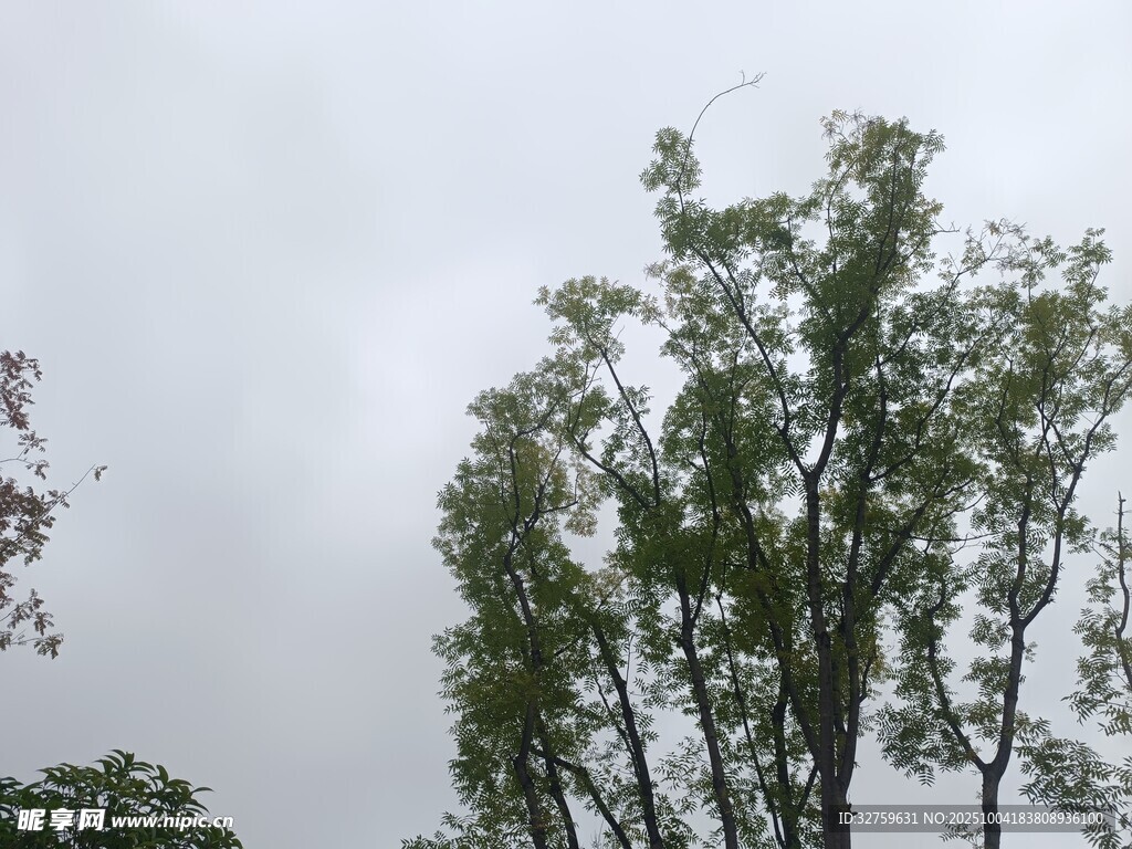 风雨中摇曳的树木