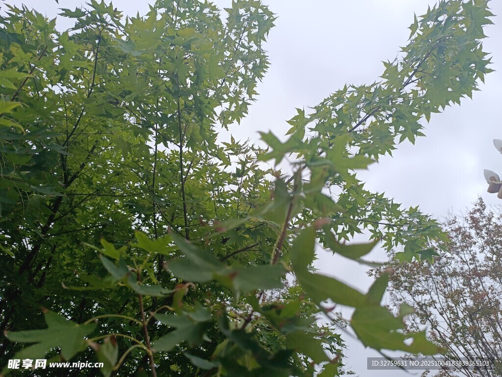 繁茂绿树