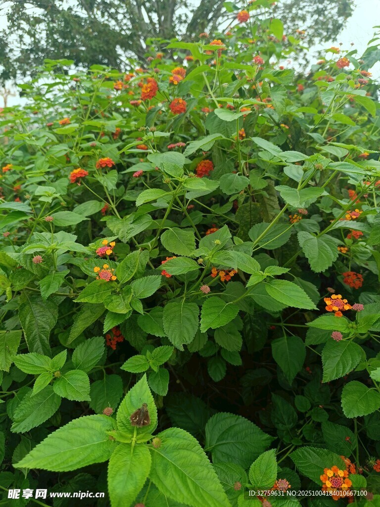 绿叶间绽放的鲜艳小红花