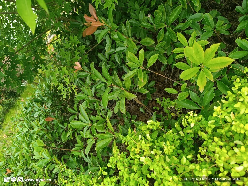 繁茂绿植景观