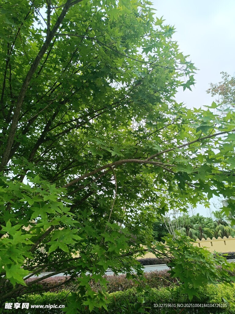 繁茂绿树环绕的静谧小路
