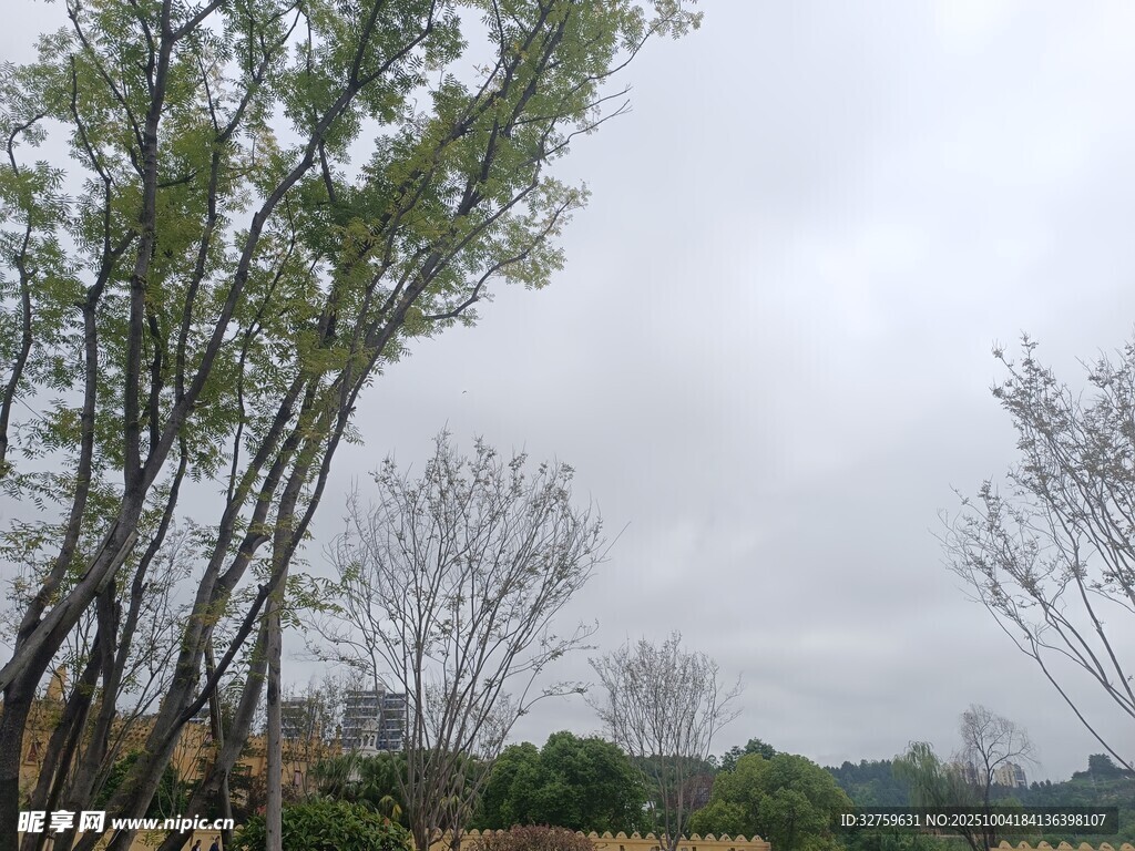 户外树林景色