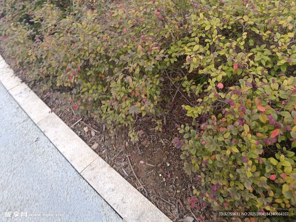 路边绿植景观