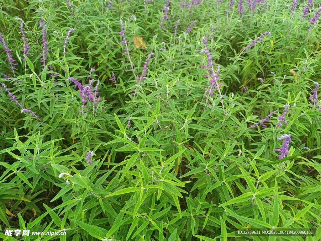 绿意盎然的紫色野花植物