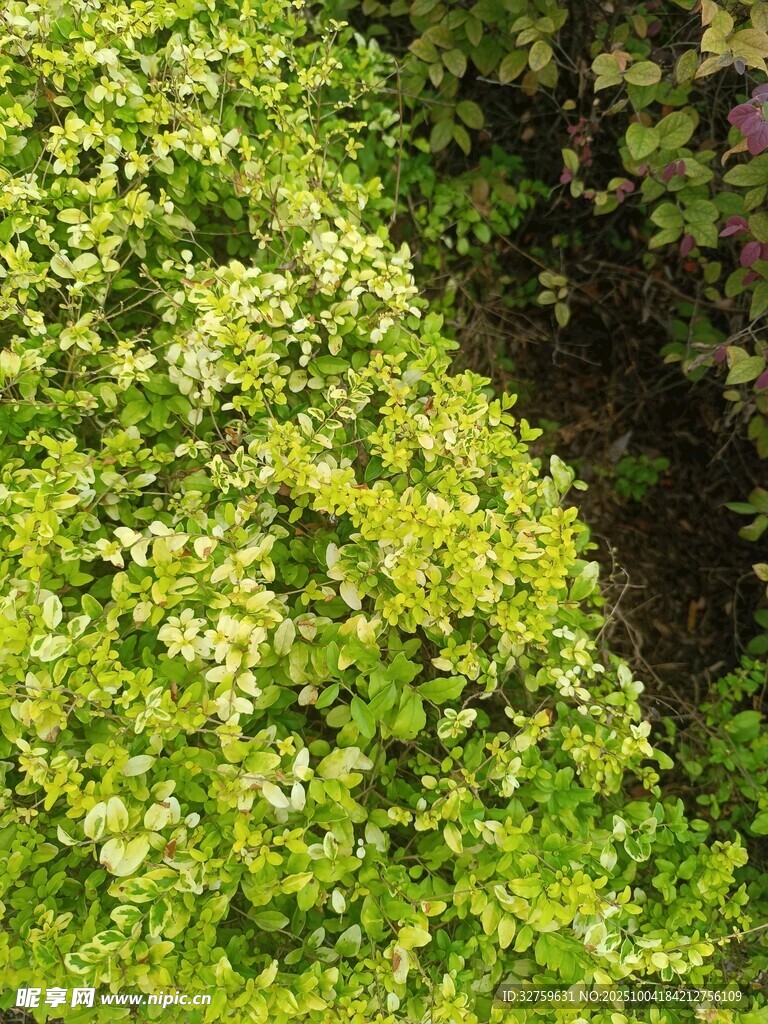 翠绿繁茂的丛生植物