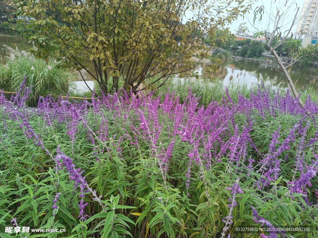 紫色花丛点缀绿意景观