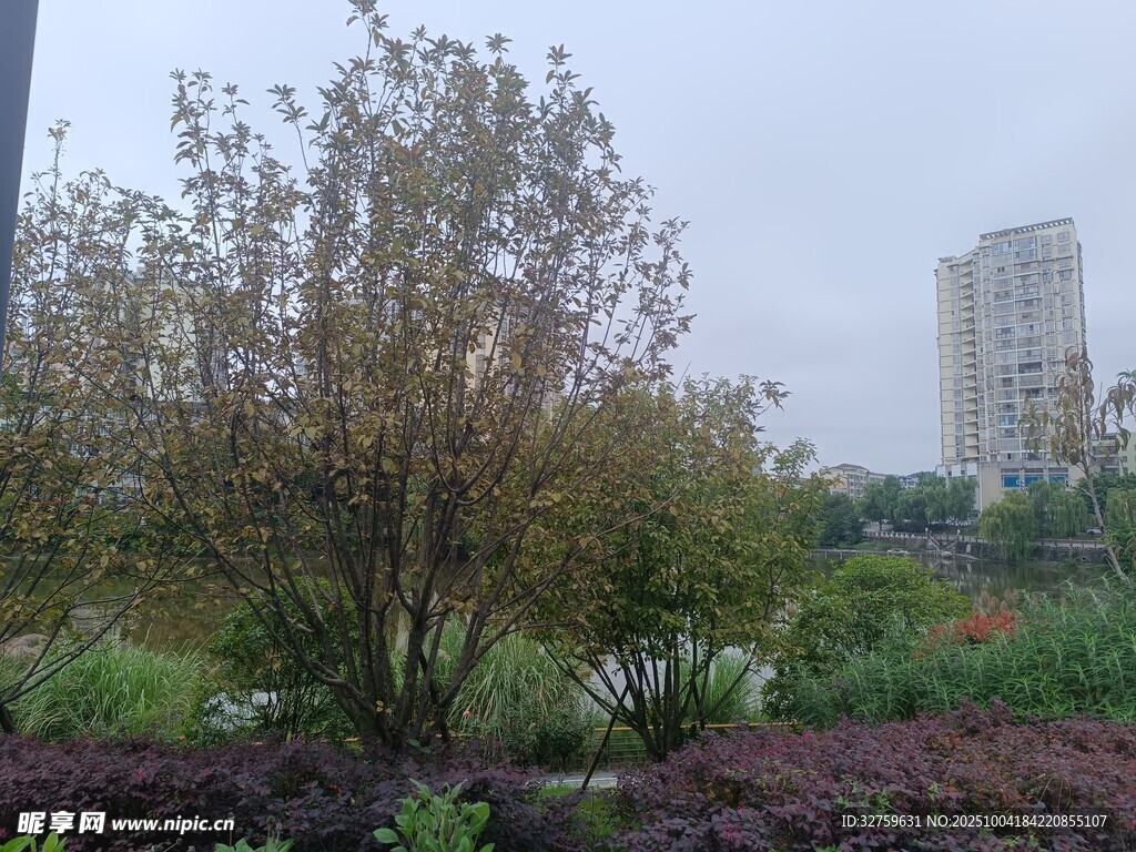 城市中的绿植景观