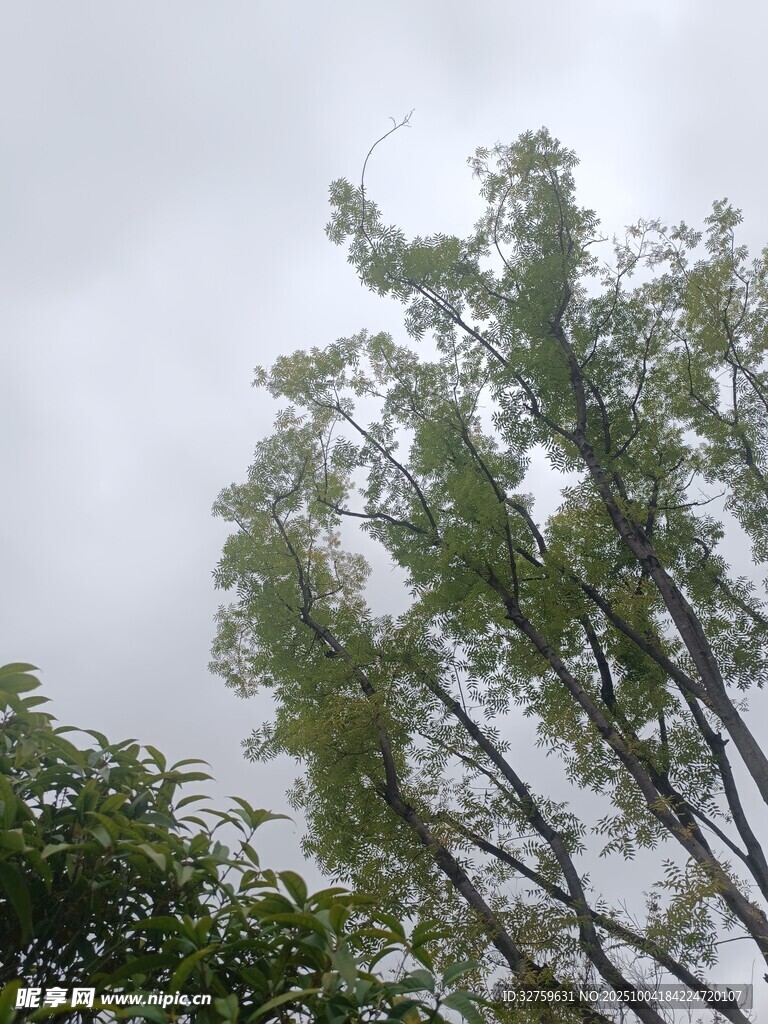 雨中挺立的葱郁树木