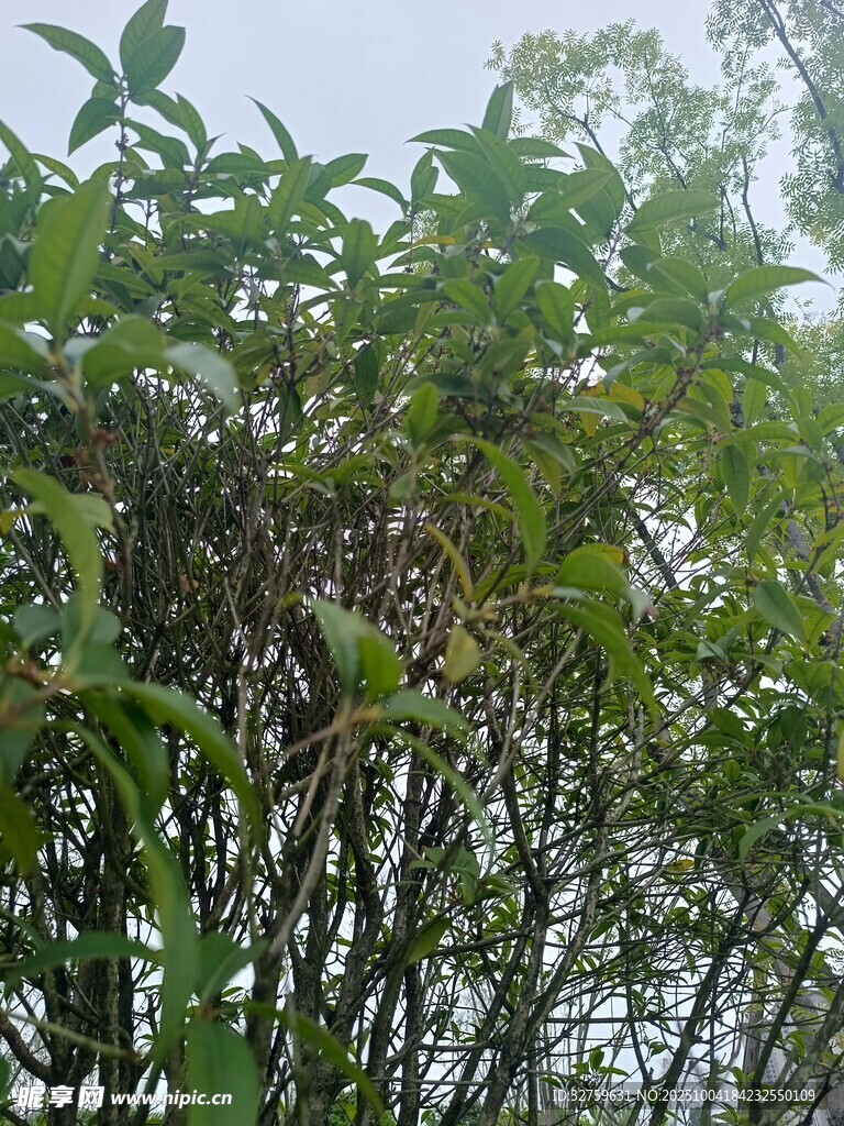繁茂绿植