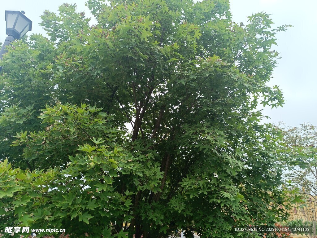 茂盛绿树