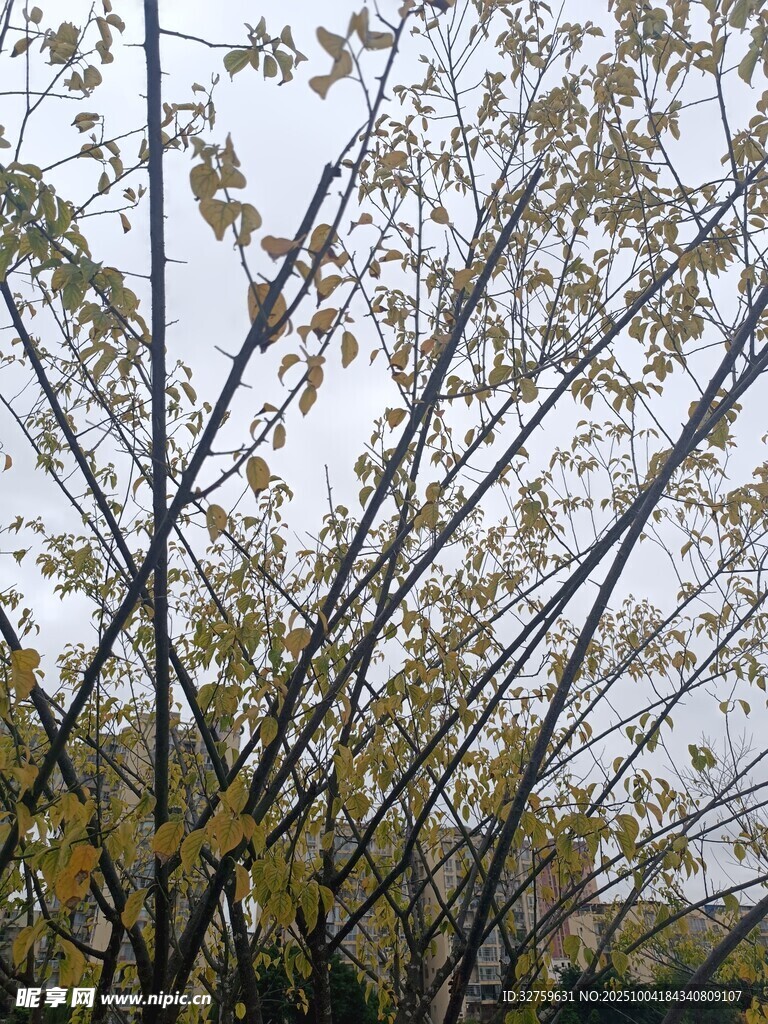 秋日树枝