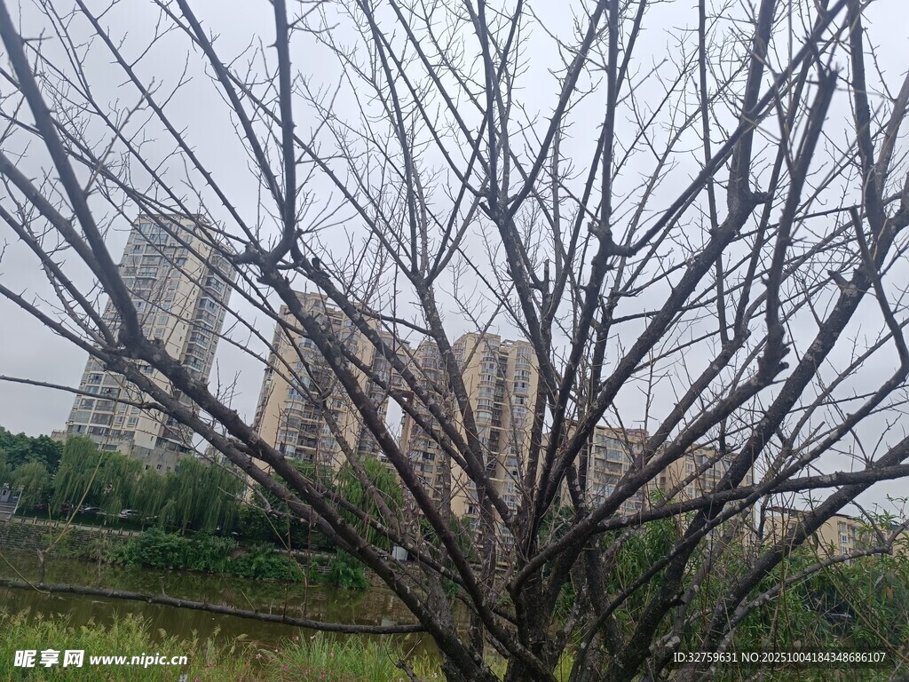 冬日枯树与远处建筑景观