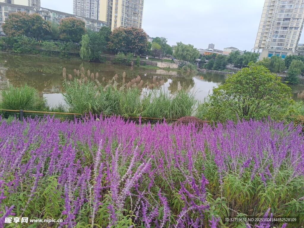 湖畔紫色花卉景观
