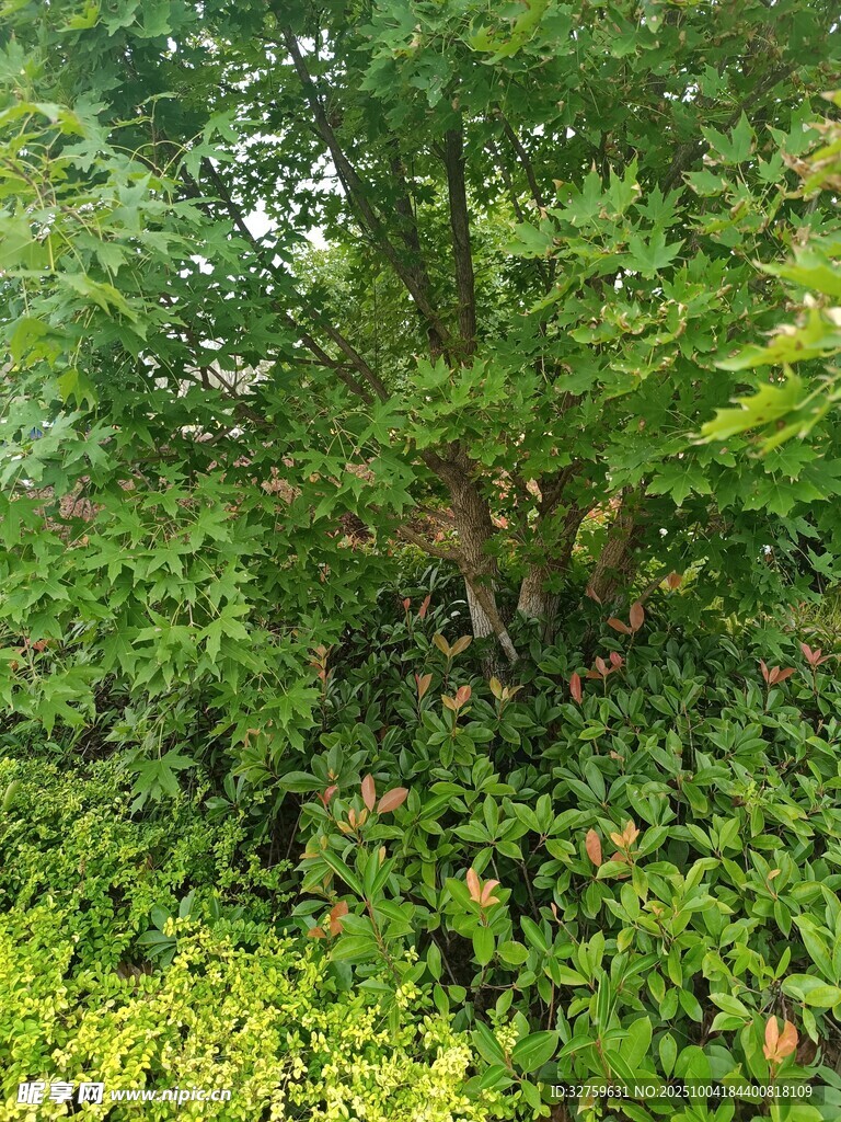 茂密森林中的繁茂绿植