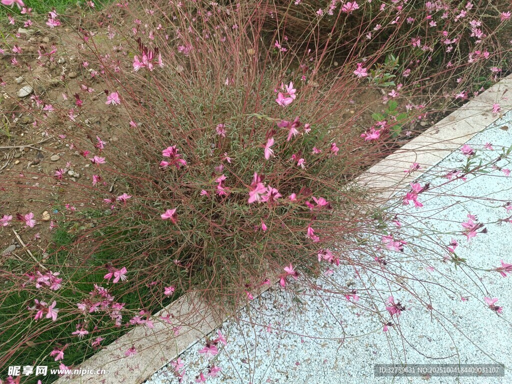路边绽放的粉色小花