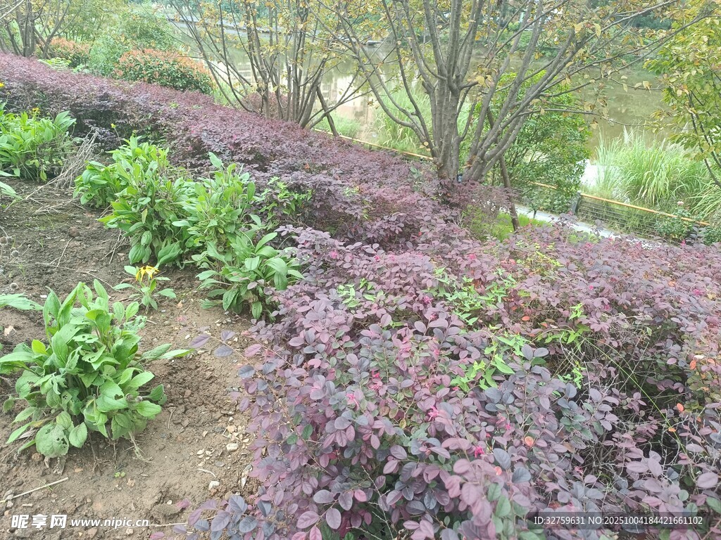 多彩植物景观